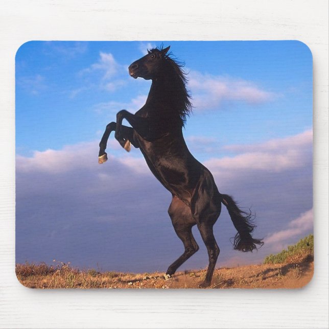 Black Stallion Musmatta (Framsidan)