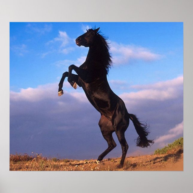 Black Stallion Poster (Framsidan)