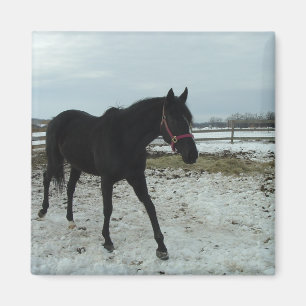 Black Stallion skönhet Magnet