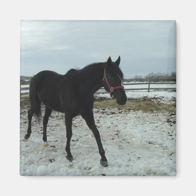 Black Stallion skönhet Magnet (Framsidan)