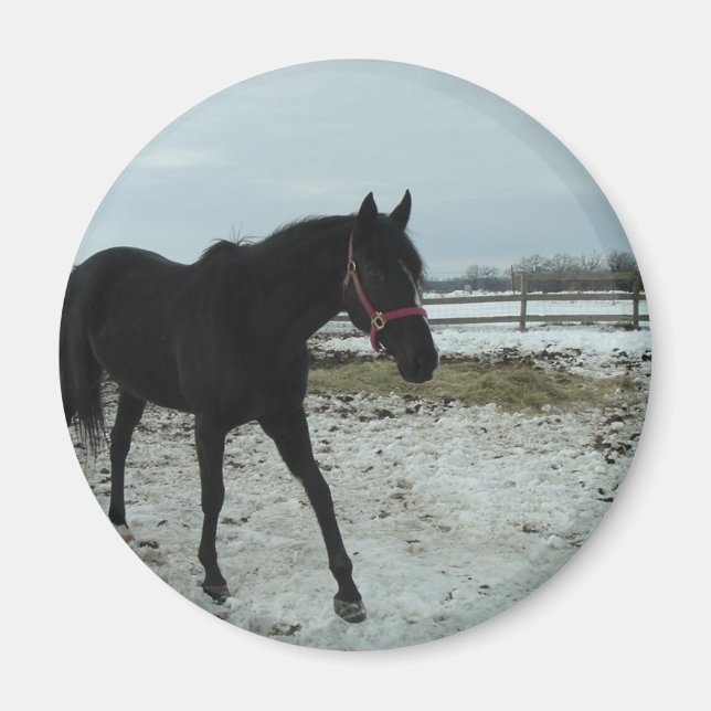 Black Stallion skönhet Magnet (Framsidan)