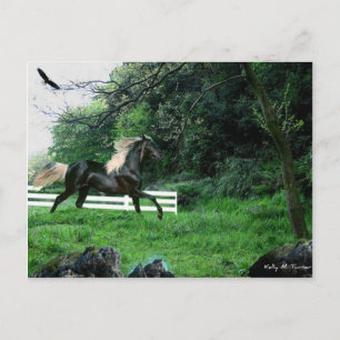 Black Stallion Vykort