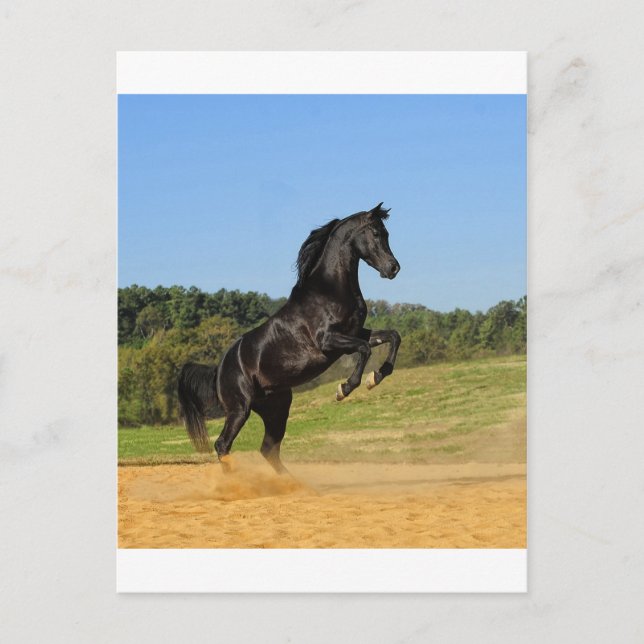 Black Stallion Vykort (Framsida)