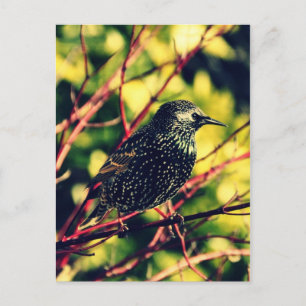 Black Starling Vykort