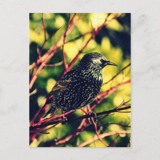Black Starling Vykort