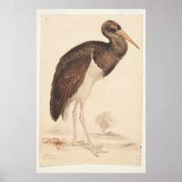 Black Stork (Ciconia nigra) 1835 , Lear, Edward, Poster