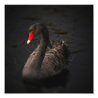 Black Svan Artwork Fototryck