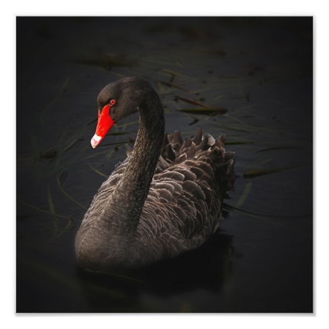 Black Svan Artwork Fototryck (Framsidan)