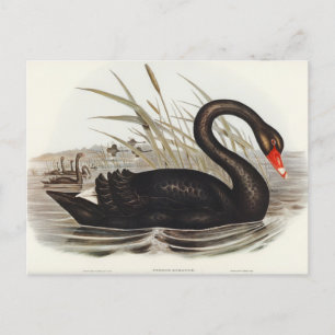 Black Svan av Elizabeth Gould Vykort