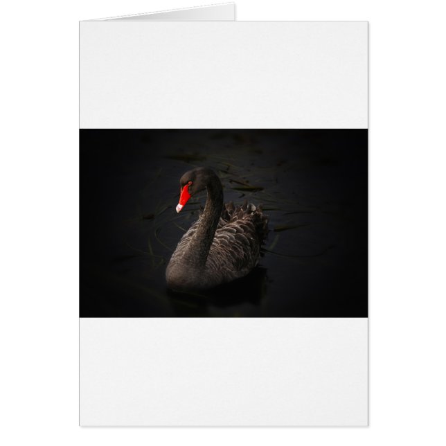 Black Svan Hälsningskort (Framsidan)