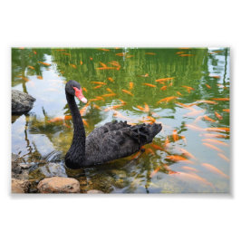 Black Svan i en Goldfish Pond Fototryck