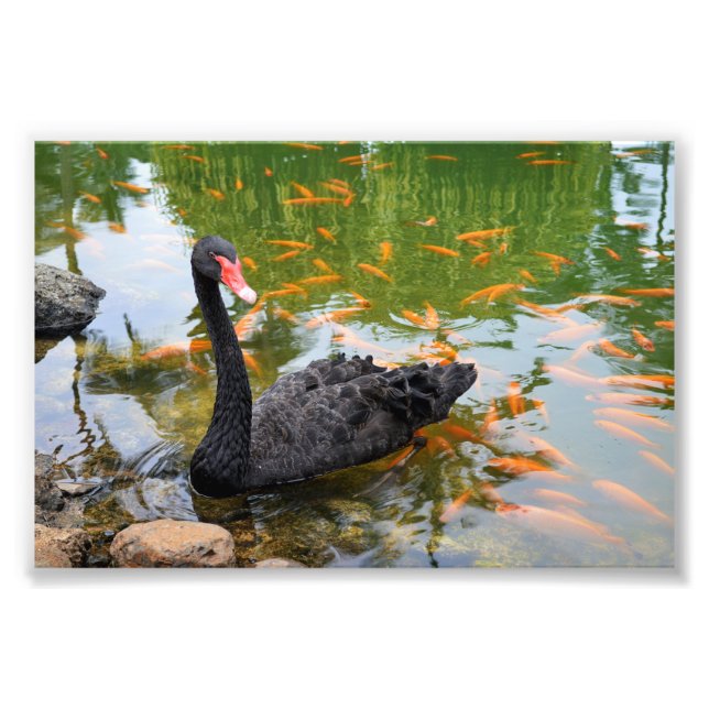 Black Svan i en Goldfish Pond Fototryck (Framsidan)