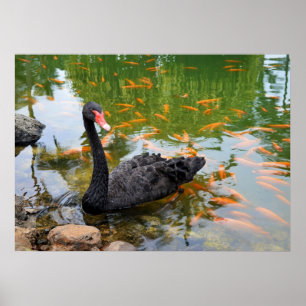 Black Svan i en Goldfish Pond Poster