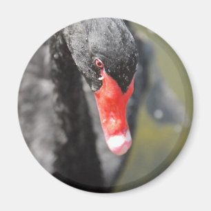 Black Svan Magnet