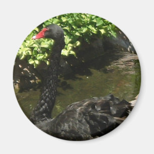 Black Svan Magnet