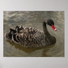Black Svan Poster