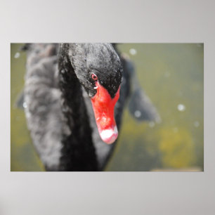 Black Svan Poster