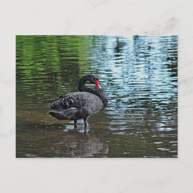 Black Svan. Roath Park Sjö, Cardiff, Wales. Vykort (Framsida)