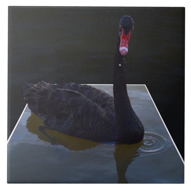 Black Svan simming i Dimensional Pond. Kakelplatta (Framsidan)
