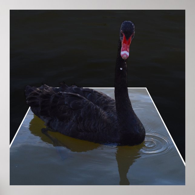 Black Svan simming i Dimensional Pond. Poster (Framsidan)