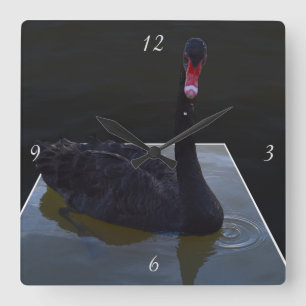 Black Svan simming i en dimensionell damm. Fyrkantig Klocka