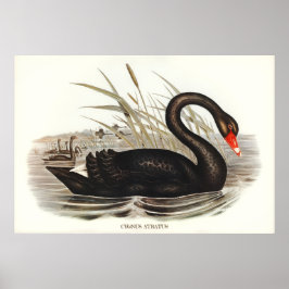 Black Svan Vintage Poster