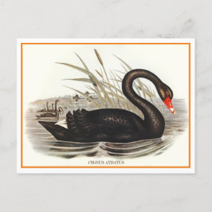 Black Svan Vintage Vykort