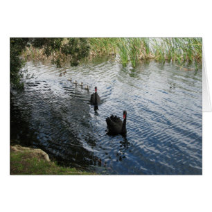Black Svanar, Perth Hälsningskort