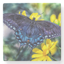 Black Swallowsvans på gula blommor