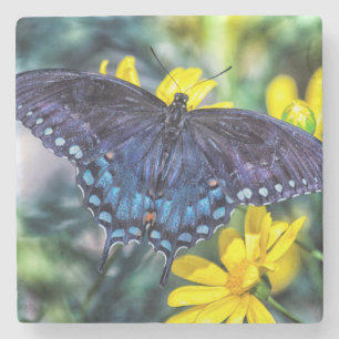 Black Swallowsvans på gula blommor Stenunderlägg