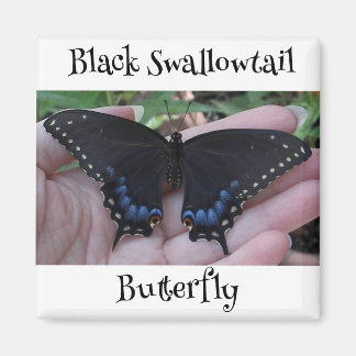 Black Swallowtail Butterfly #1 Magnet