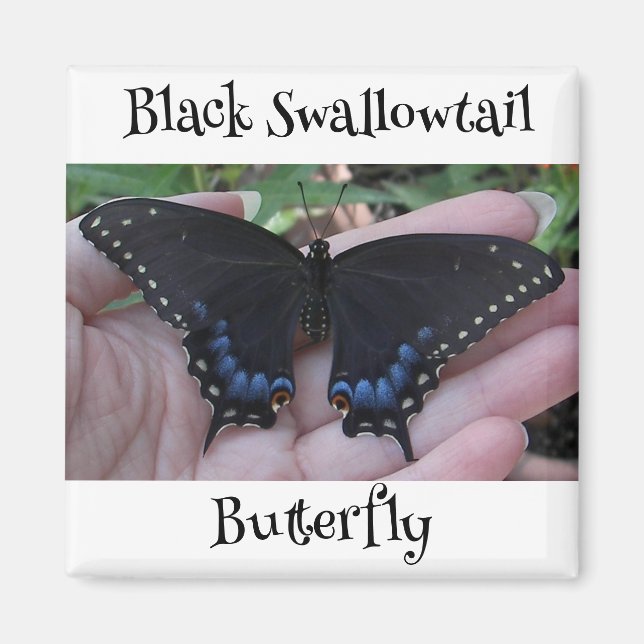 Black Swallowtail Butterfly #1 Magnet (Framsidan)