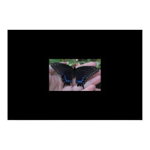 Black Swallowtail Butterfly #1