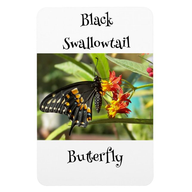 Black Swallowtail Butterfly #2 Magnet (Vertikal)