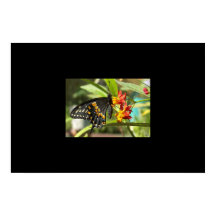Black Swallowtail Butterfly #2