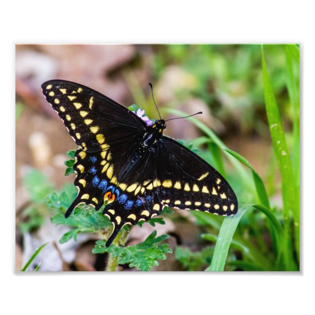 Black Swallowtail Butterfly Fototryck (Framsidan)