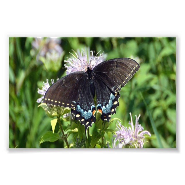 Black Swallowtail Butterfly Fototryck (Framsidan)