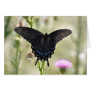 Black Swallowtail Butterfly Hälsningskort