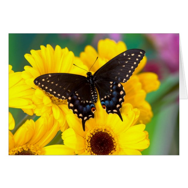 Black Swallowtail butterfly Hälsningskort (Framsidan Horizontal)
