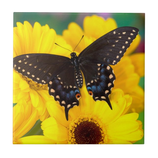 Black Swallowtail butterfly Kakelplatta (Framsidan)