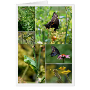 Black Swallowtail Butterfly Lifecycle Collage Hälsningskort