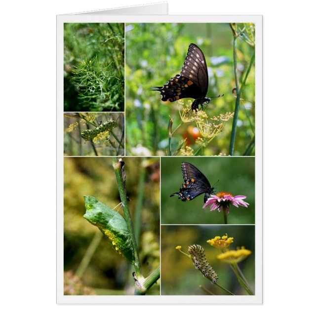 Black Swallowtail Butterfly Lifecycle Collage Hälsningskort (Framsidan)