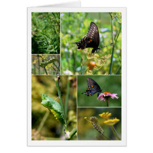 Black Swallowtail Butterfly Lifecycle Collage Hälsningskort