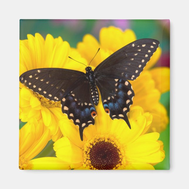 Black Swallowtail butterfly Magnet (Framsidan)