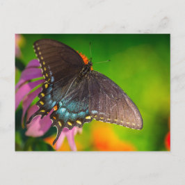 Black Swallowtail Butterfly Ohio Vykort
