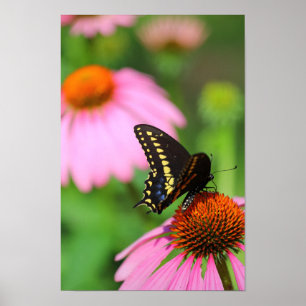 Black Swallowtail Butterfly on a Coneflower, Ohio Poster