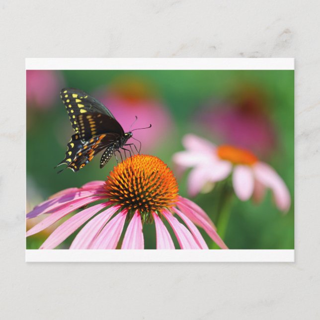 Black Swallowtail Butterfly on a Coneflower, Ohio Vykort (Framsida)