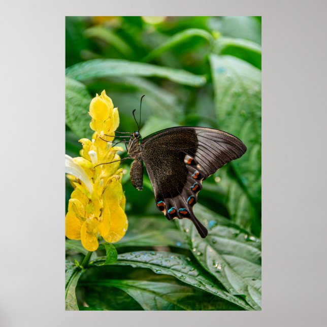 Black Swallowtail Butterfly on flower Poster (Framsidan)
