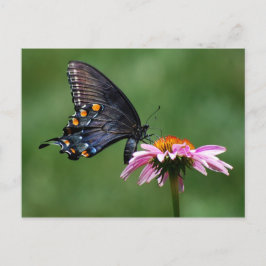 Black Swallowtail Butterfly på Coneflower Postcard Vykort