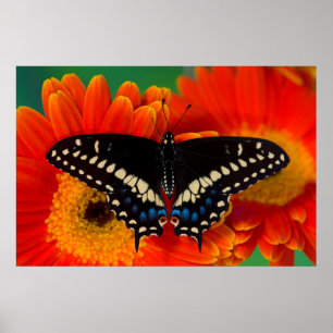 Black Swallowtail Butterfly på Gerberia Daisy Poster